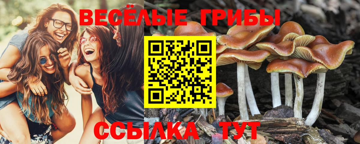 Рыбинск  Псилоцибиновые грибы GOLDEN TEACHER  Вход с VPN 